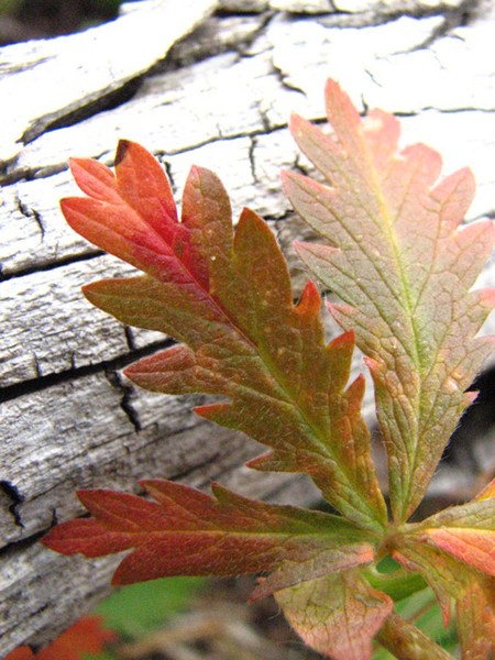 Autumn Colors