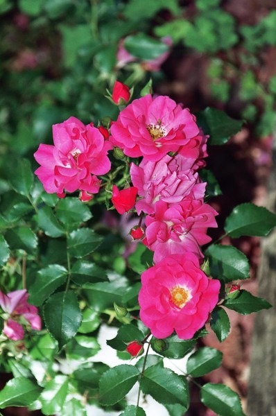line of roses