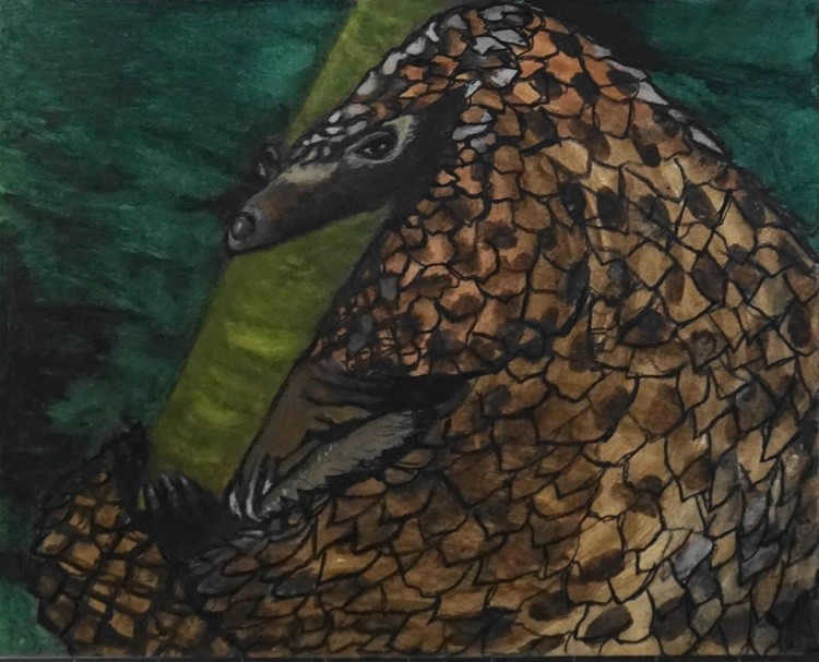 Pangolin 1