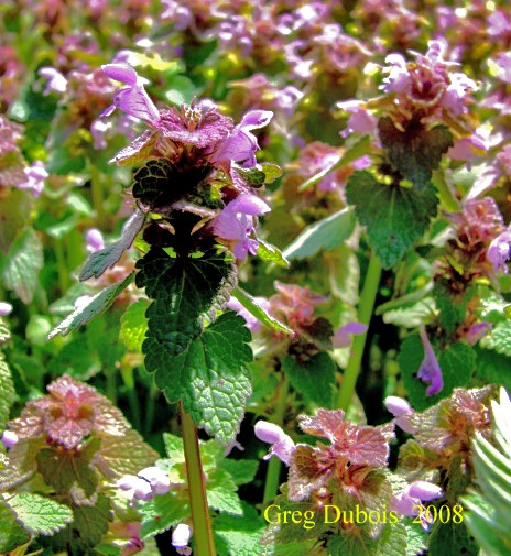 teenie weenie flowers