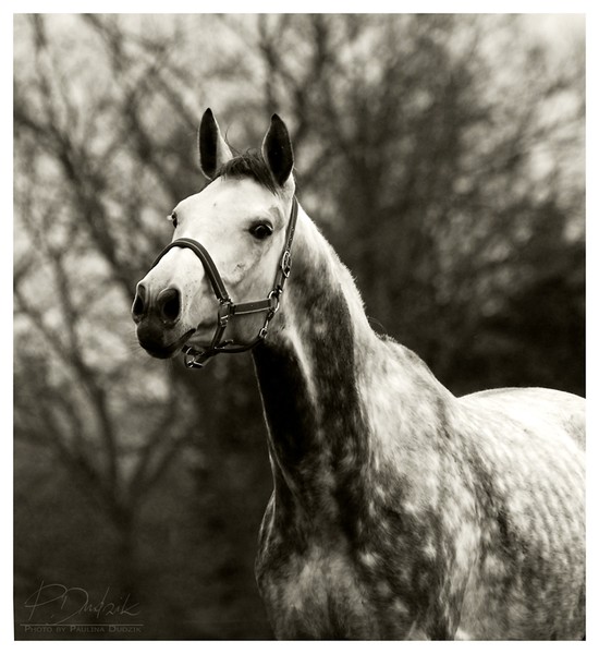 Emir