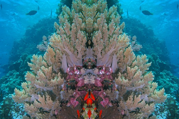 Egypt UW Panorama