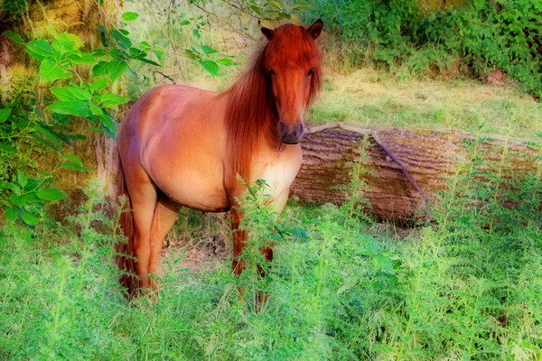 Icelandic Pony-1856