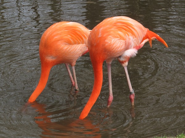 Pink Flamingos