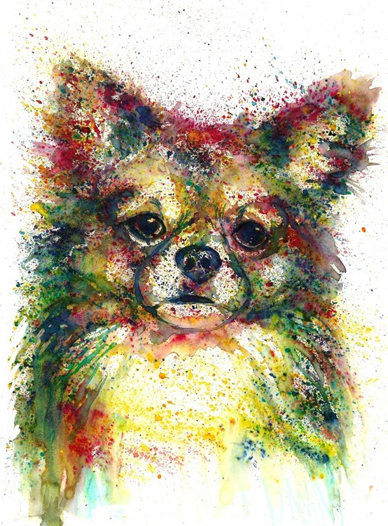 Pet