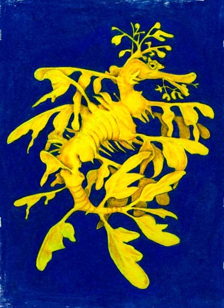 Leafy Sea Dragon