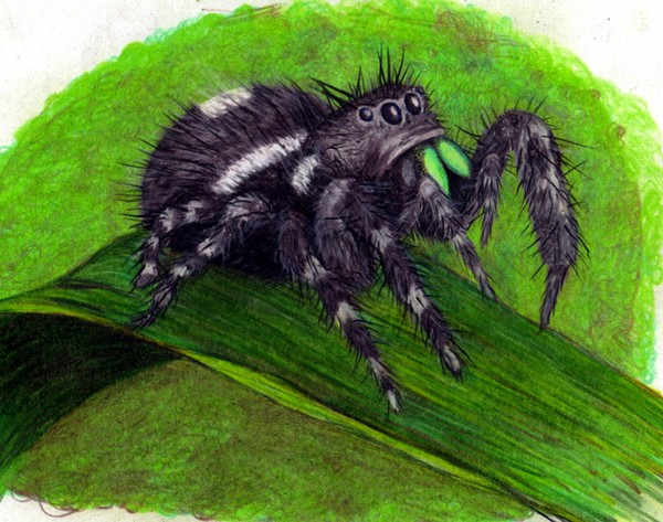 Jumping Spider
