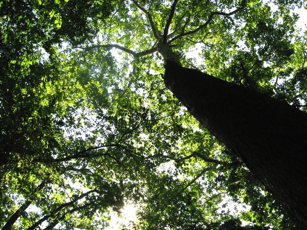 Tree in Forest
