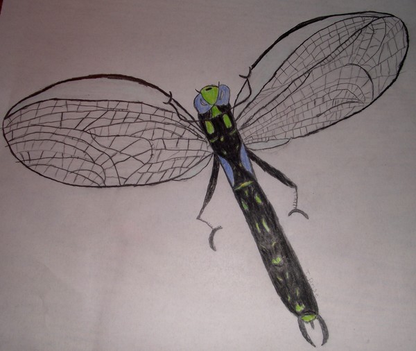 Dragonfly