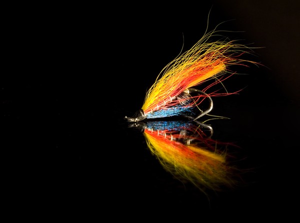 Fly