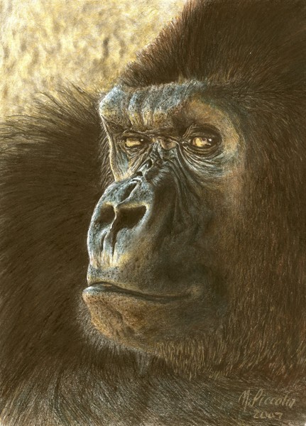 Gorilla