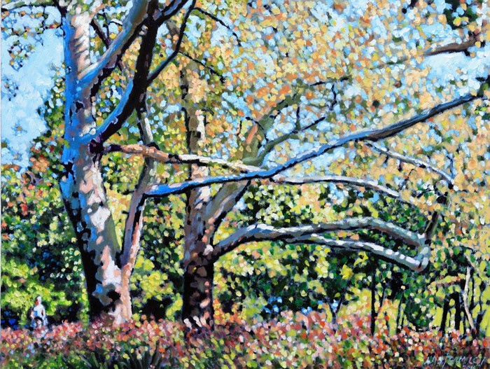 Sycamore Trees at the Zoo