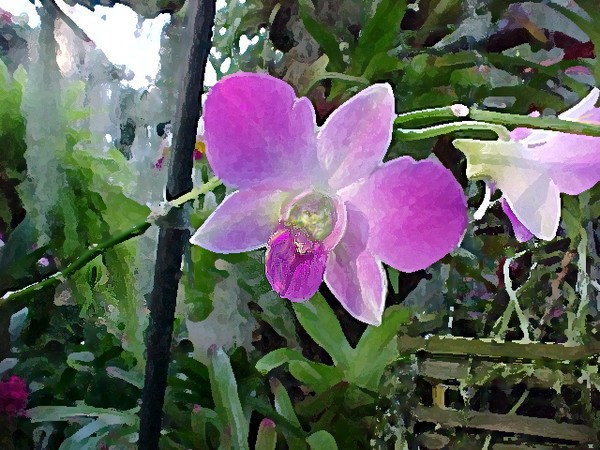 Leaning Orchid