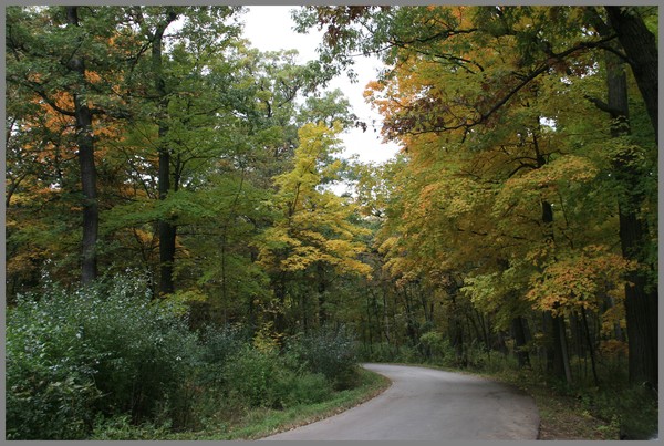 THROUGH THE WOODS 3