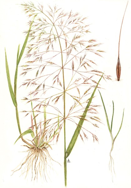 Loose Silkybent - Apera spica-venti