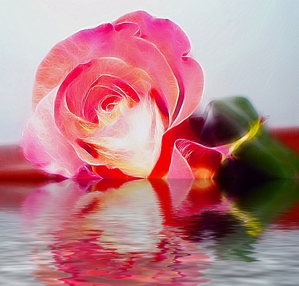 pink rose