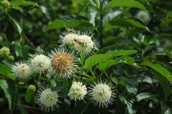 Buttonbush & Bee
