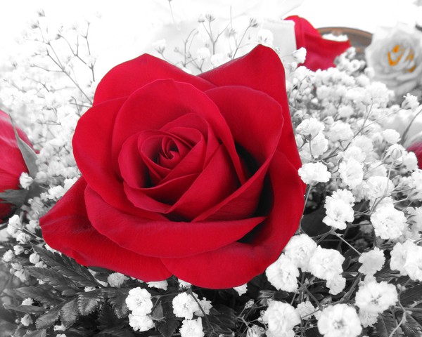 Red Rose