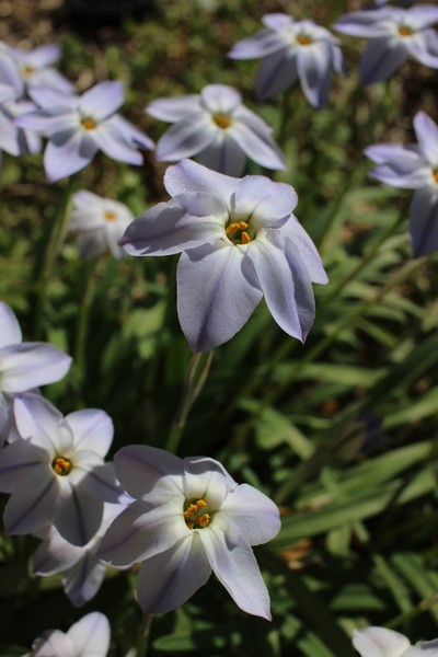 Starflower