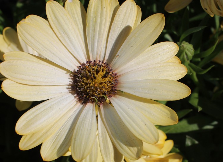 Yellow Tipped