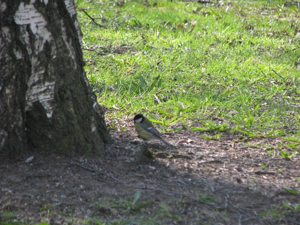Nature2008 in Finland/birds/trees