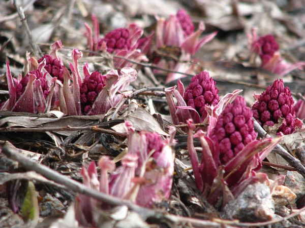 city series©2010-spring... it's coming...:=)