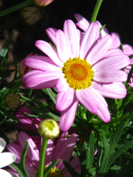 COMPOSED BY THE SUNLIGHT:=)