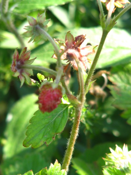 CITY STRAWBERRIES...