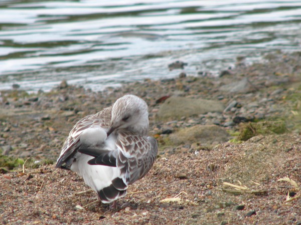 birds on the beach