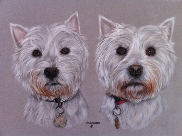 Two Westies (West Highland Terriers)