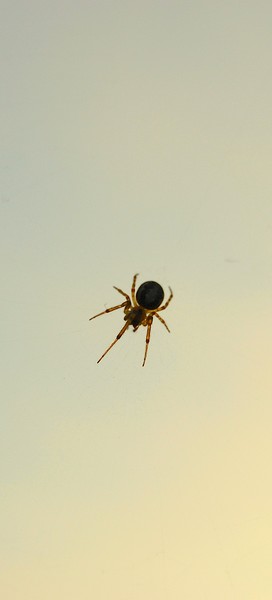 Spider K