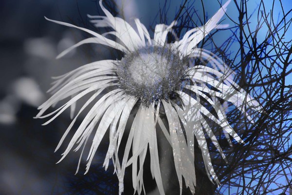 Scribbled Poems