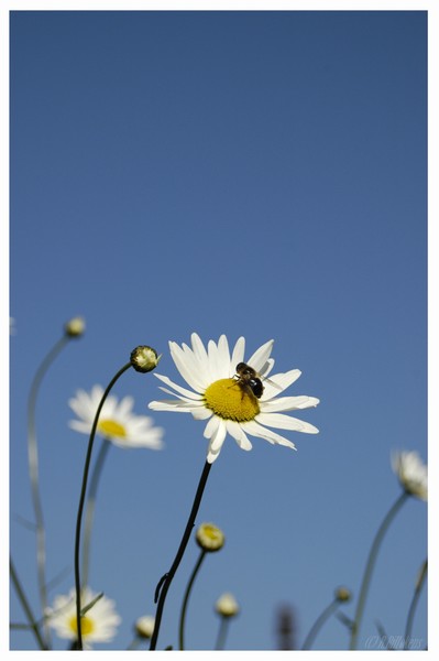 Flower and Bee