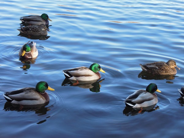 Mallards 1/12/2011