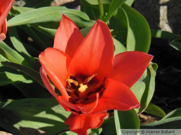 Tulip 4/18/2013