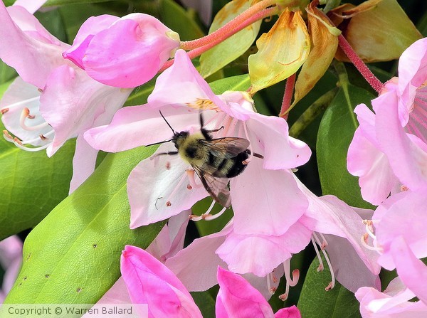 Bumble Bee 6/14/2013