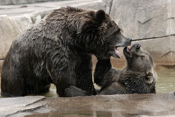 The hot summer for the bears