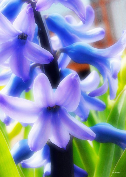 Glowing Blue Hyacinth