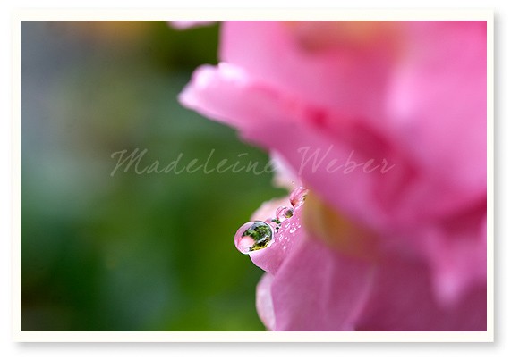 •Female Flower V•