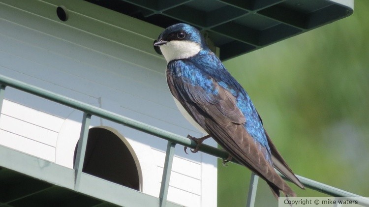 Tree swallow