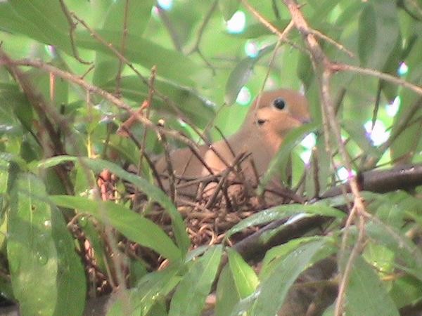 Bird's Nest