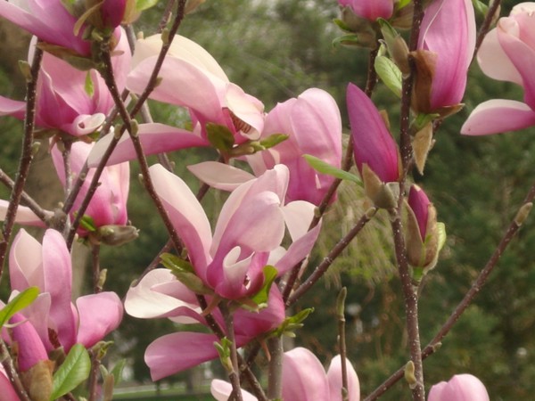 colours of spring