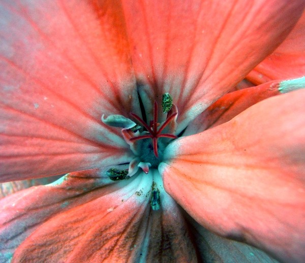 Geranium