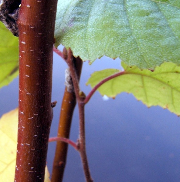 Stem