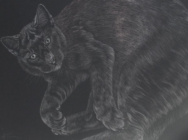 Cat Scratchboard