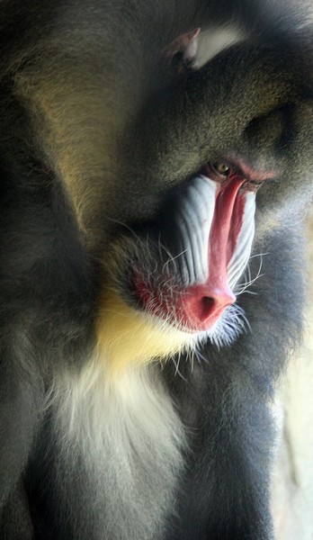 Mandrill Baboon