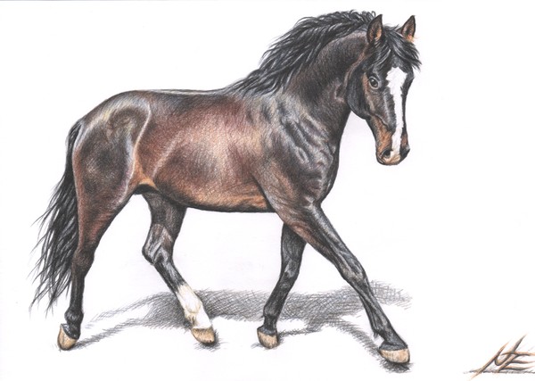 Hannoveraner Stallion