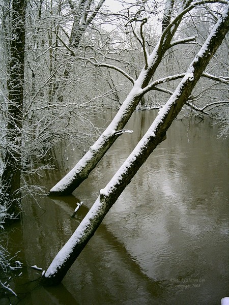 Twin Trees