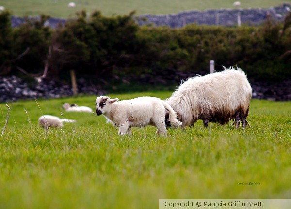 Mary Had a Little Lamb