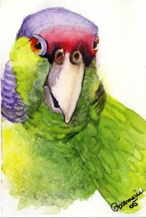 Parrot Head